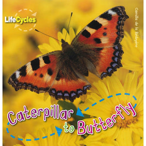 Life Cycles - Caterpillar to Butterfly