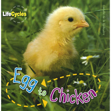 Life Cycles - Egg to Chicken